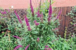 Buddleja davidii 'Butterfly Tower' has narrowly cylindrical mauve-purple flowers that can reach 30cm on main spike - credit: all pictures: Genesis Plant Marketing